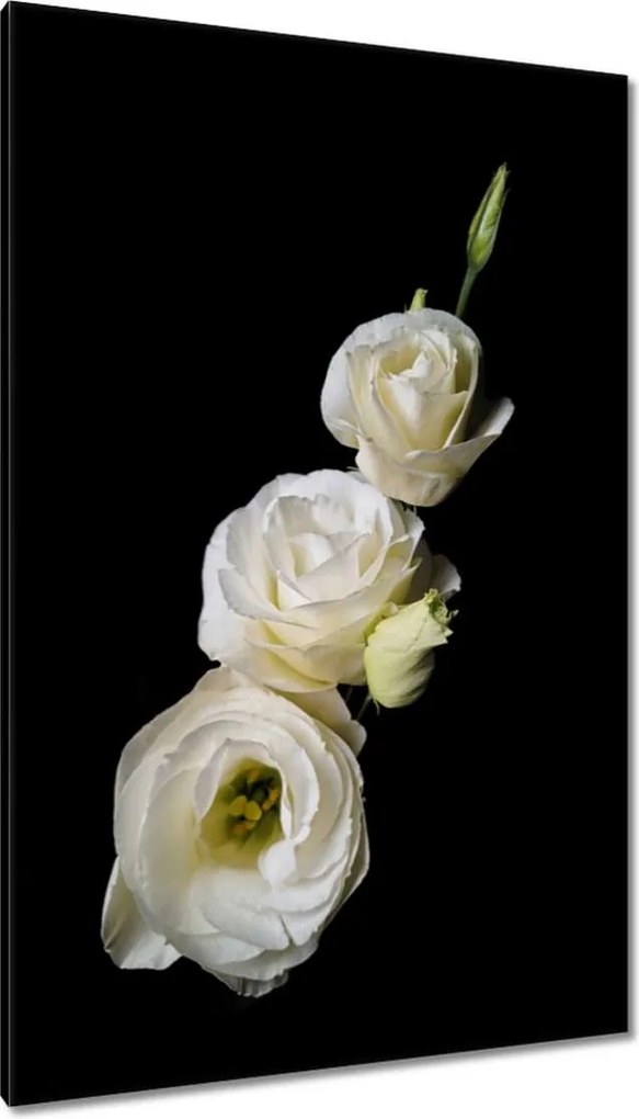 Festmények 80x120 Eustoma russellianum