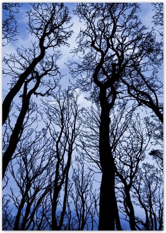 Poszterek A4 Pion Erdő Fák Kilátás alulról