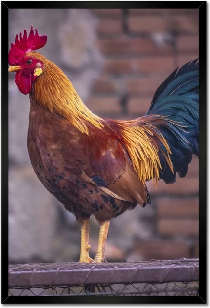 Poszterek keretben 40x60 Kakas Egy igazi harcos