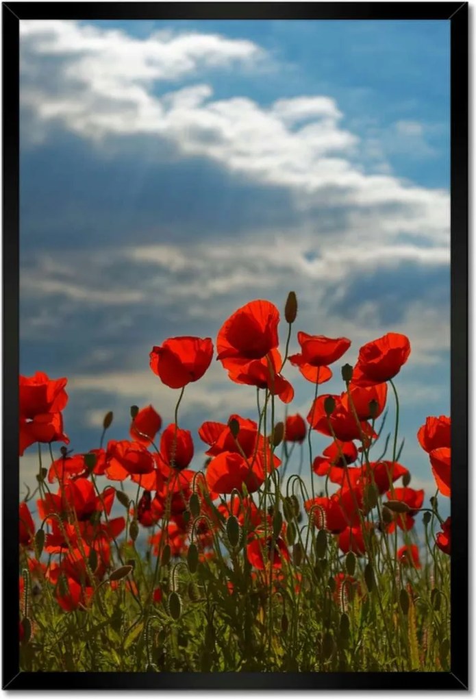 Poszterek keretben 40x60 Pipacs Virágok