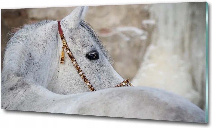 Fotó-üvegkép Fehér arab ló 125x50