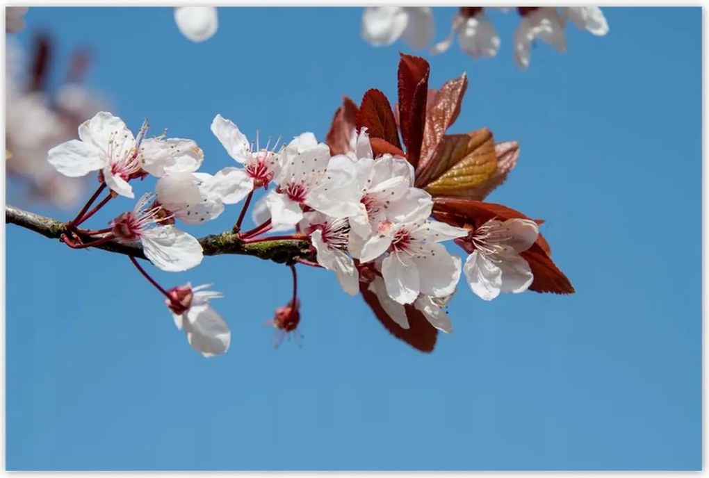 Poszterek 120x80 Tavaszi felvétel a kertből