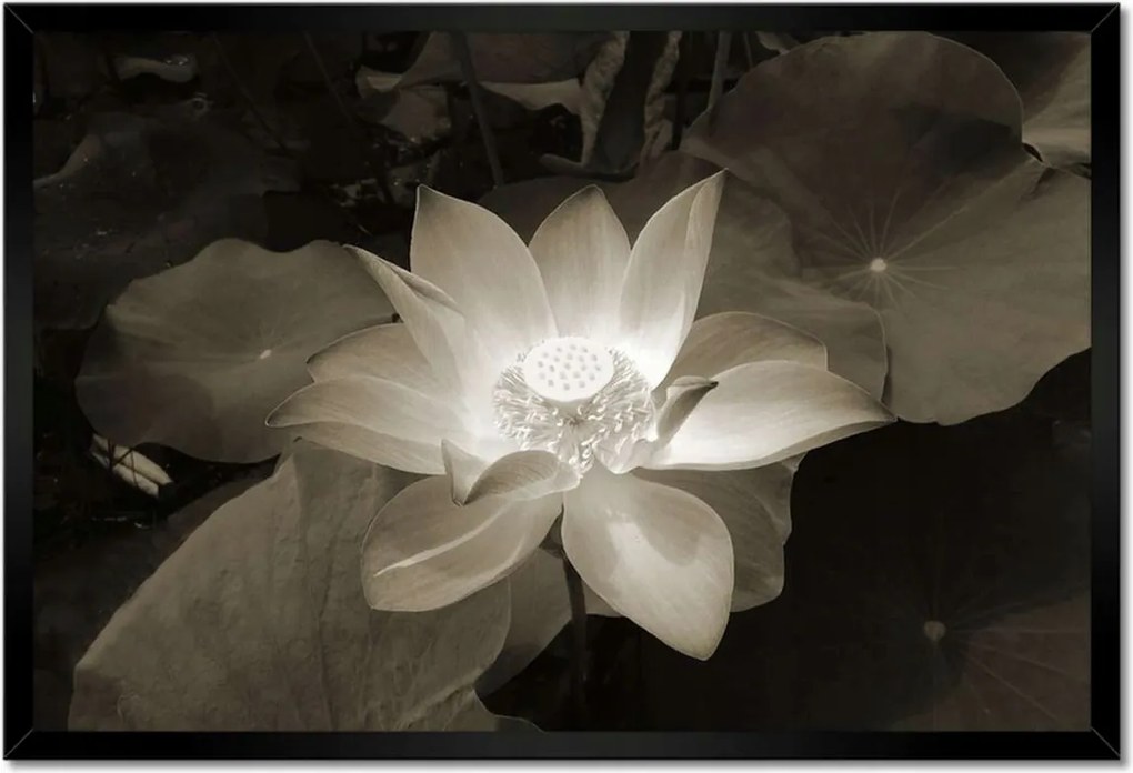 Poszter keretben 60x40 Lótusz lótuszvirág