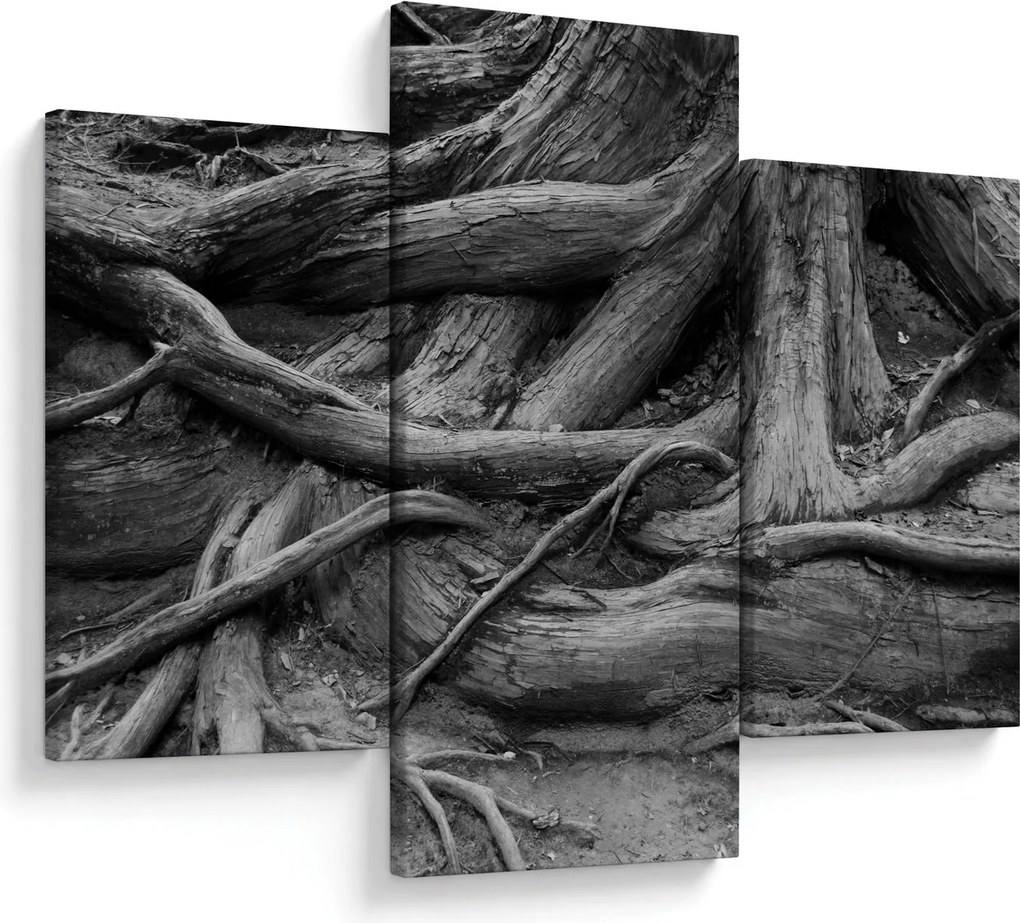 Kép - A fa gyökerei (90x60 cm)