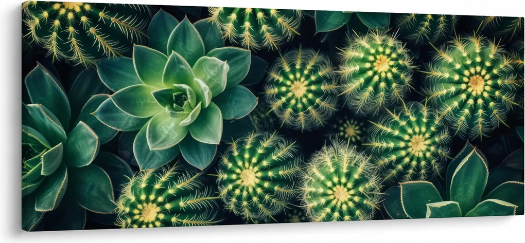 Kép - Kaktuszok (120x50 cm)