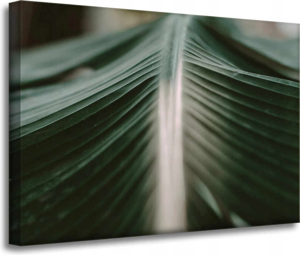 Vászonkép Természet Pálmalevél 70x50