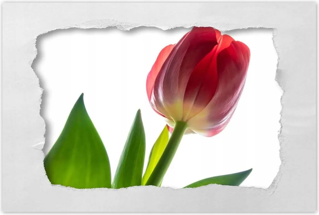 Poszter 90x60 Piros tulipán virág