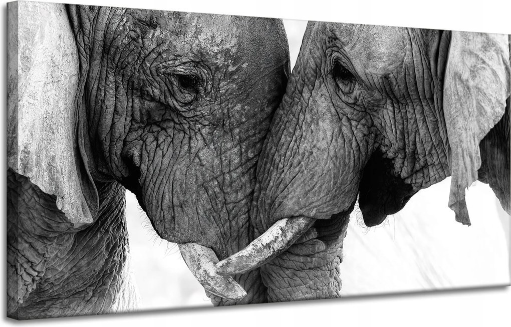 Vászonkép Közelkép Elefánt Szürke Természet 120x60 cm