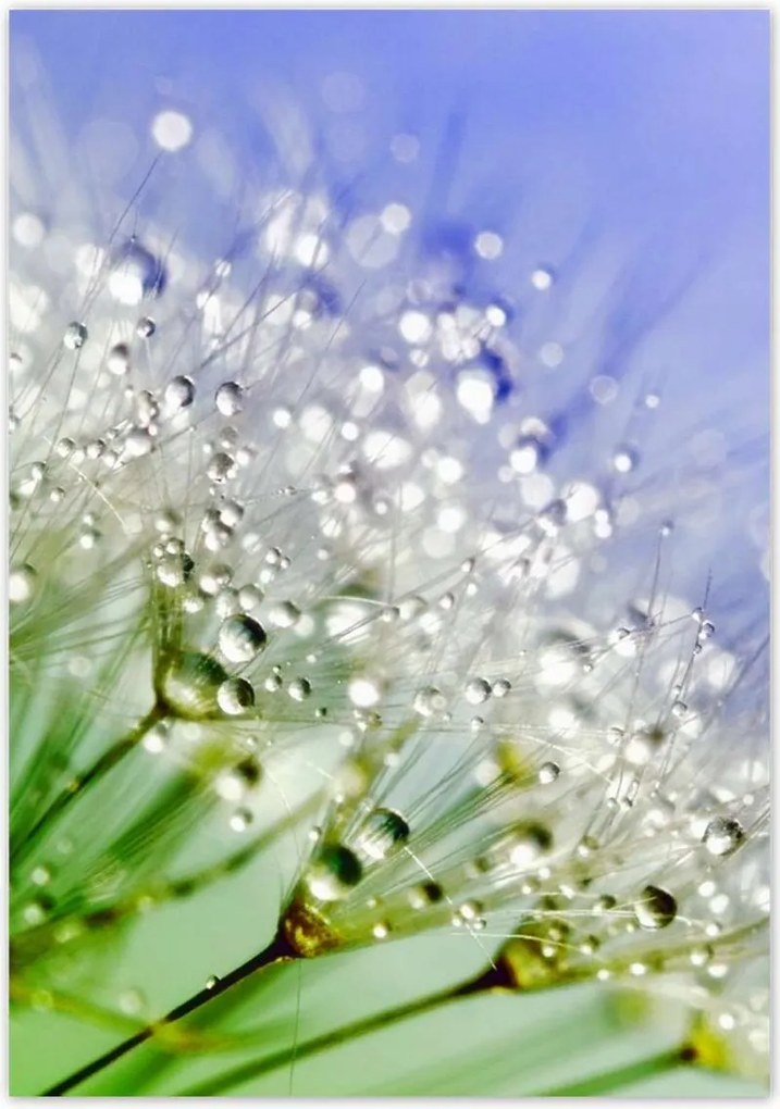 Poszterek 70x100 Pitypang harmatcseppek