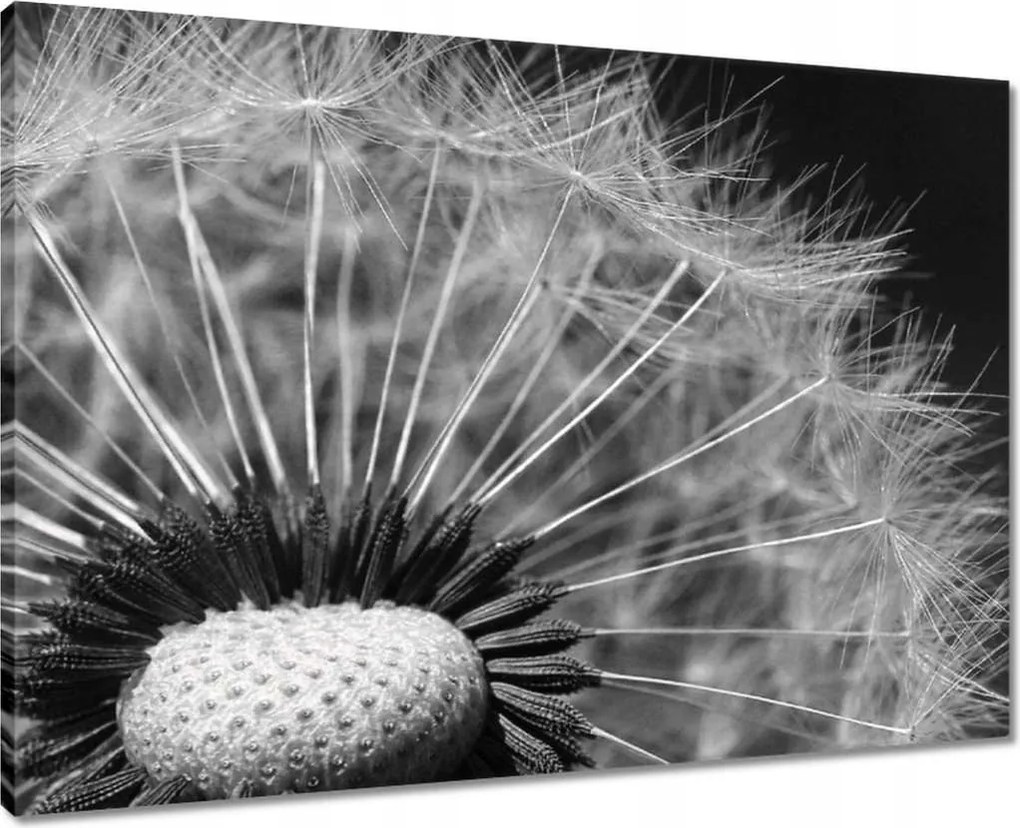 Vászonkép 70x50 Pitypang Virág Virágok