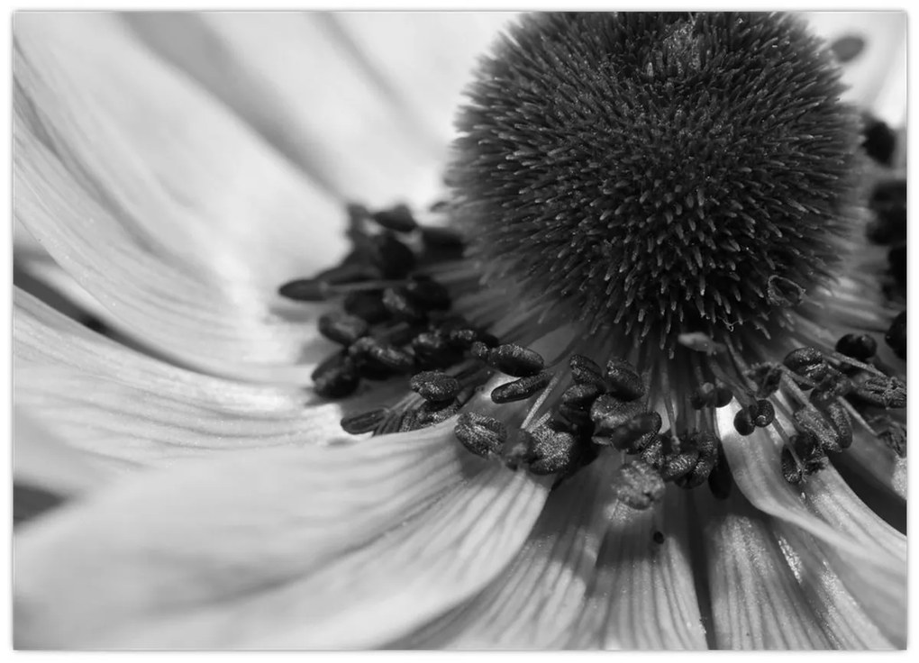 Kép - Virág fekete-fehérben (70x50 cm)