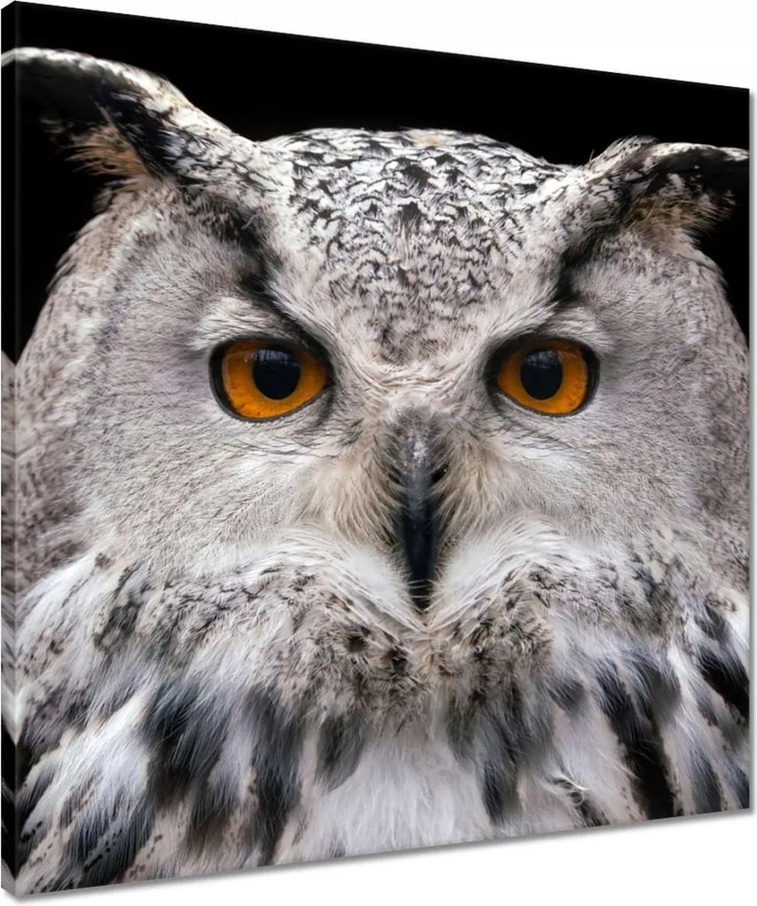 Vászonkép 50x50 Szibériai pihe-puha bagoly