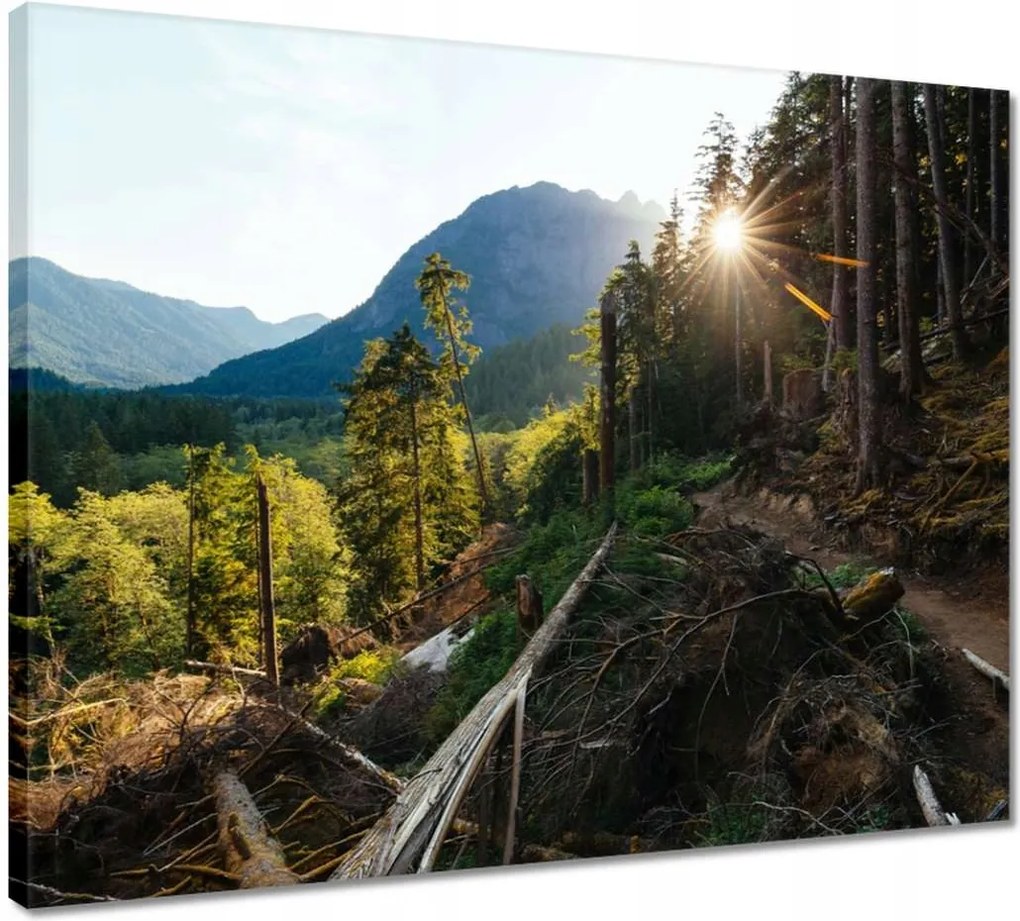 Vászonkép 50x40 Hegyek Napfény Erdő Ösvény