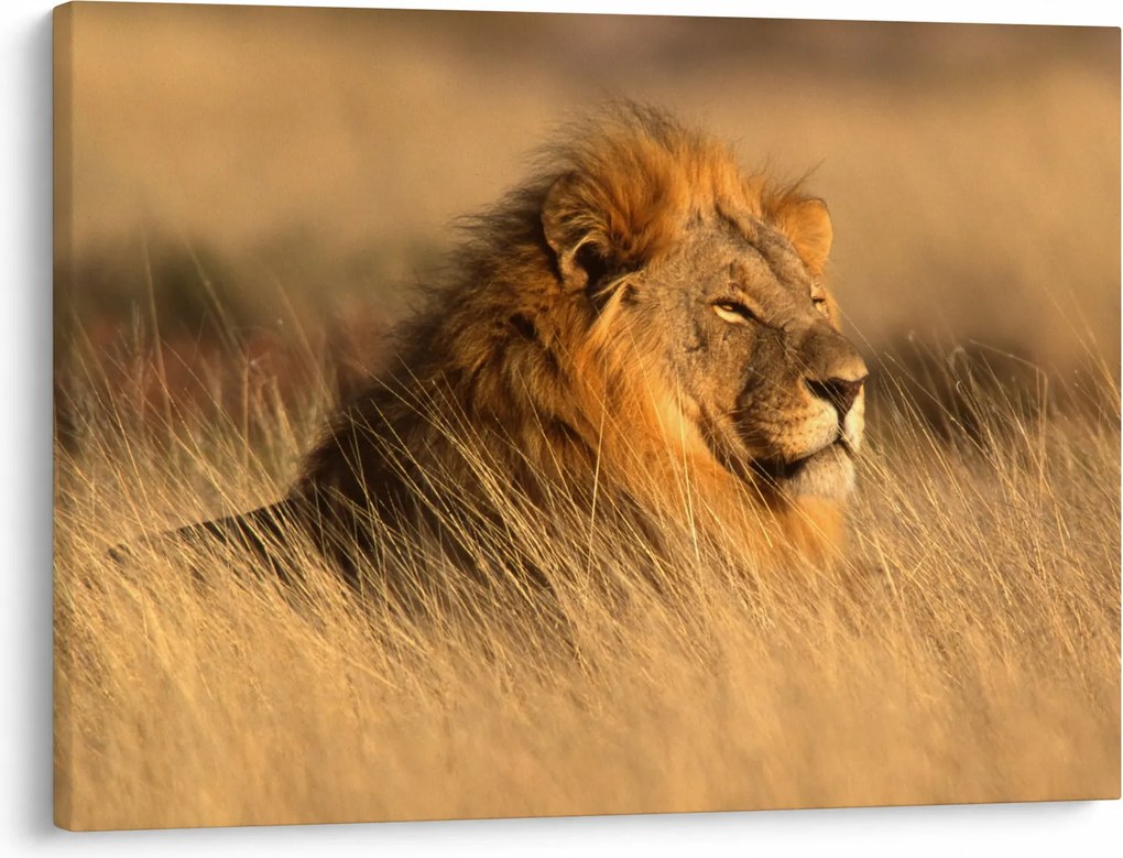 Kép - Etosha Nemzeti Park (70x50 cm)
