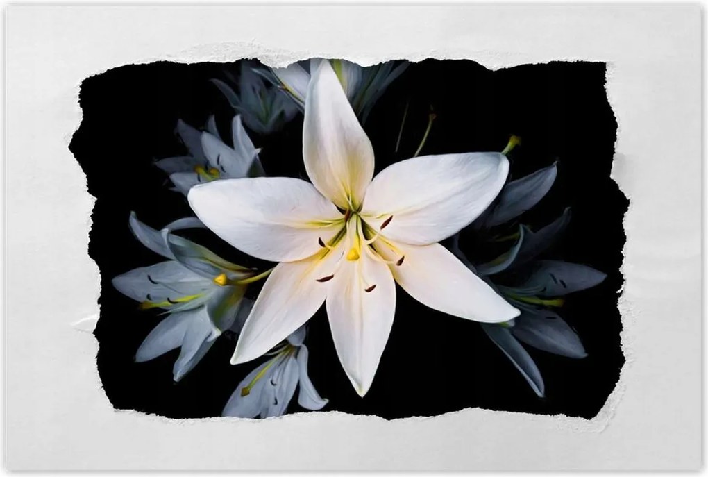 Poszter 60x40 Fehér liliom csokor Virág