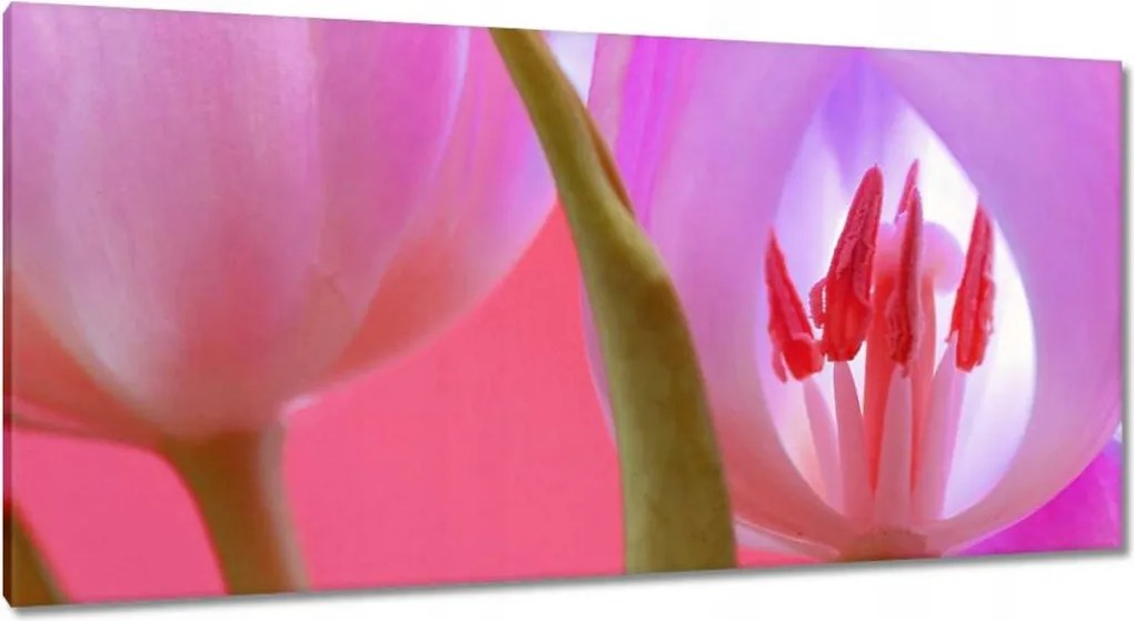 Vászonkép 115x55 Rózsaszín tulipán
