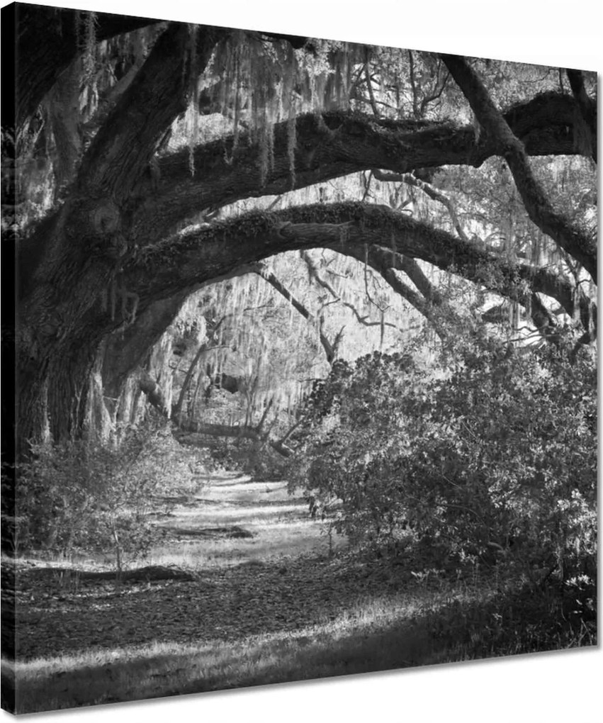 Vászonkép 40x40 Tölgyek a parkban