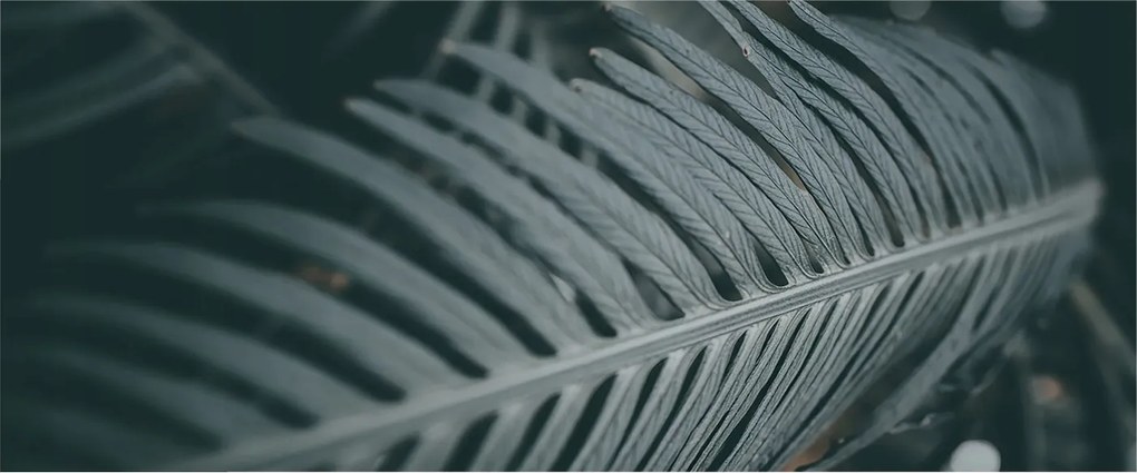 Fotótapéta Flizelina Nappaliba és Hálószobába Zöld levél 250x104 Ragasztó