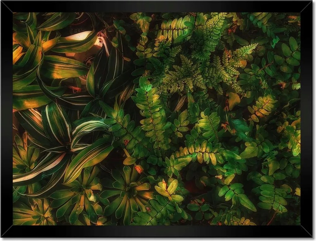 Poszterek keretben 40x30 Trópusi levelek Levelek