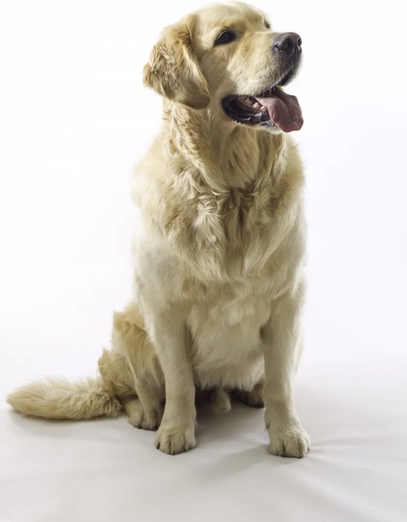 Poszter 70x100cm Golden Retriever, fehér alapon, Assaf Frank