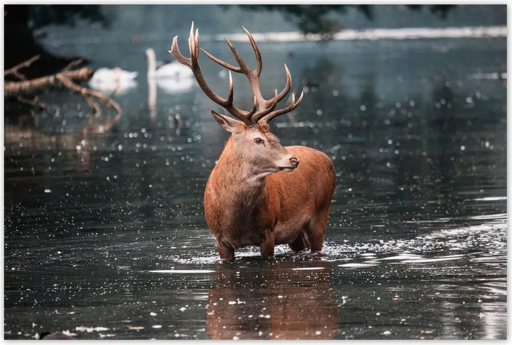 Poszterek 120x80 Szarvas felszarvazott