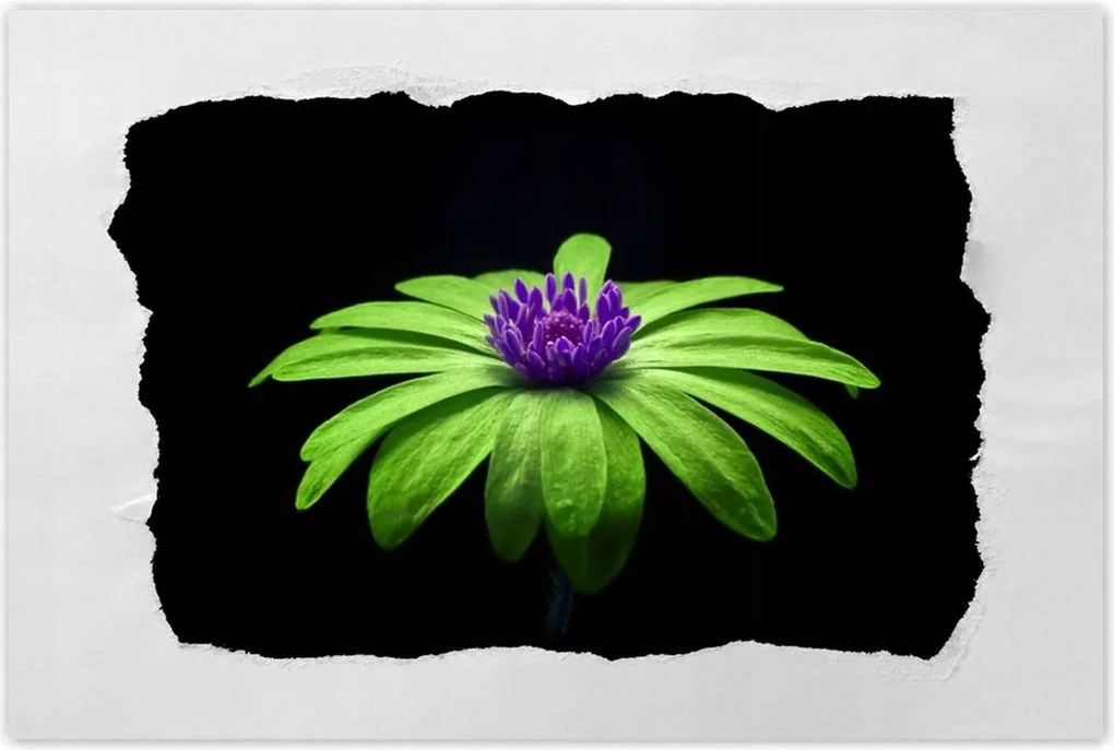 Poszterek 90x60 Lime szirmok