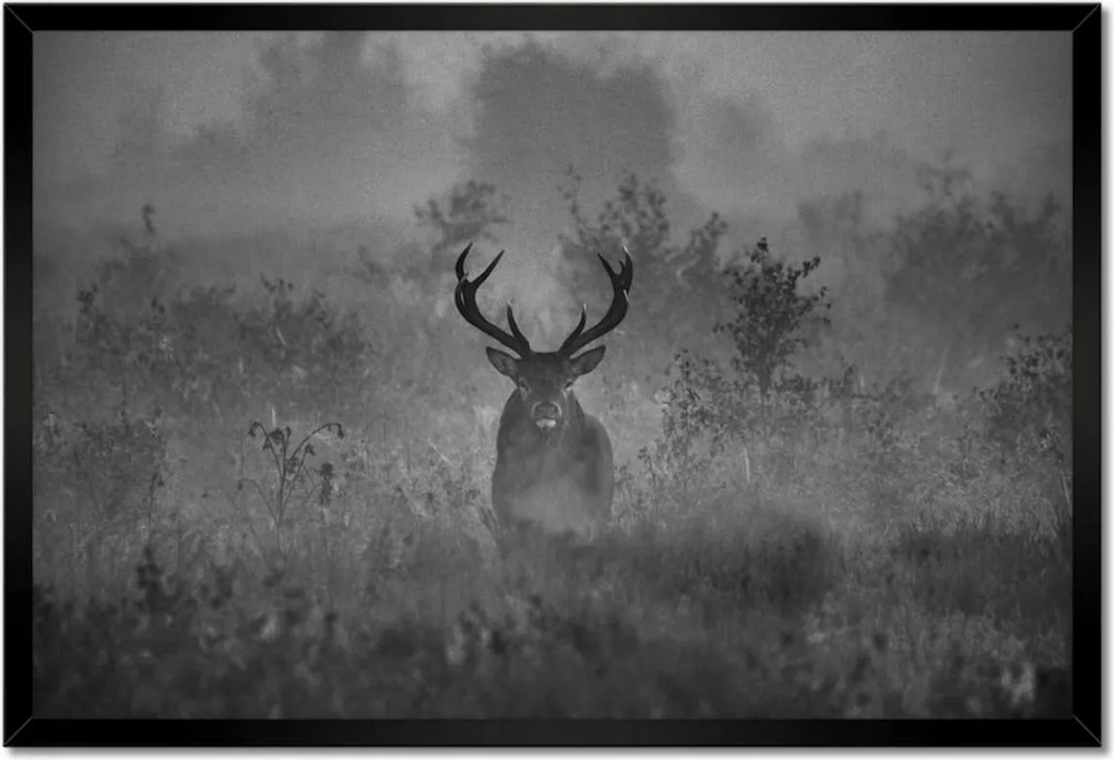 Poszterek keretben 60x40 Szarvas a ködben