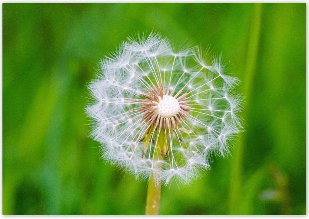 Poszterek 100x70 Pitypang Virág Virágok