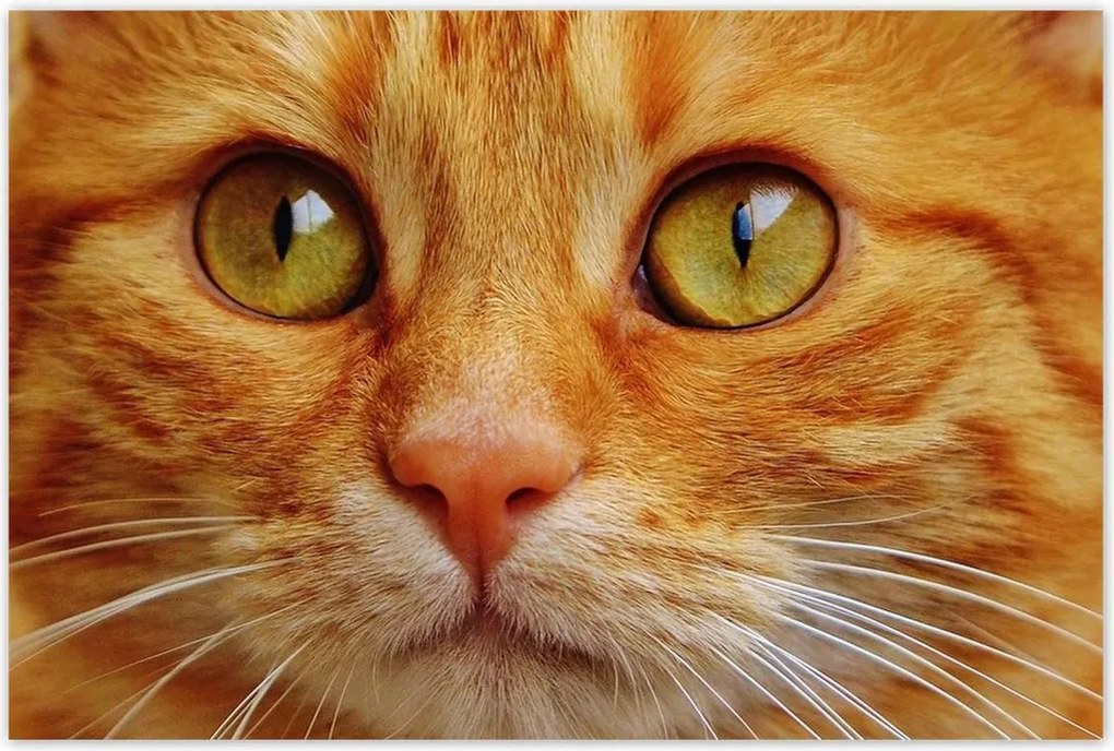 Poszterek 120x80 Cica Cicák