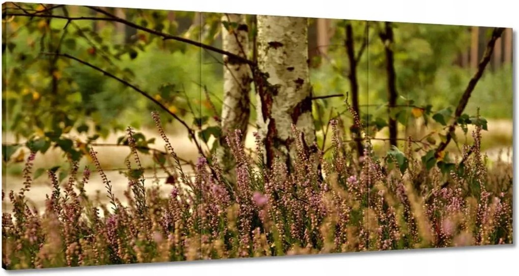 Vászonkép 120x60 Nyírfa a hangák között Erdő