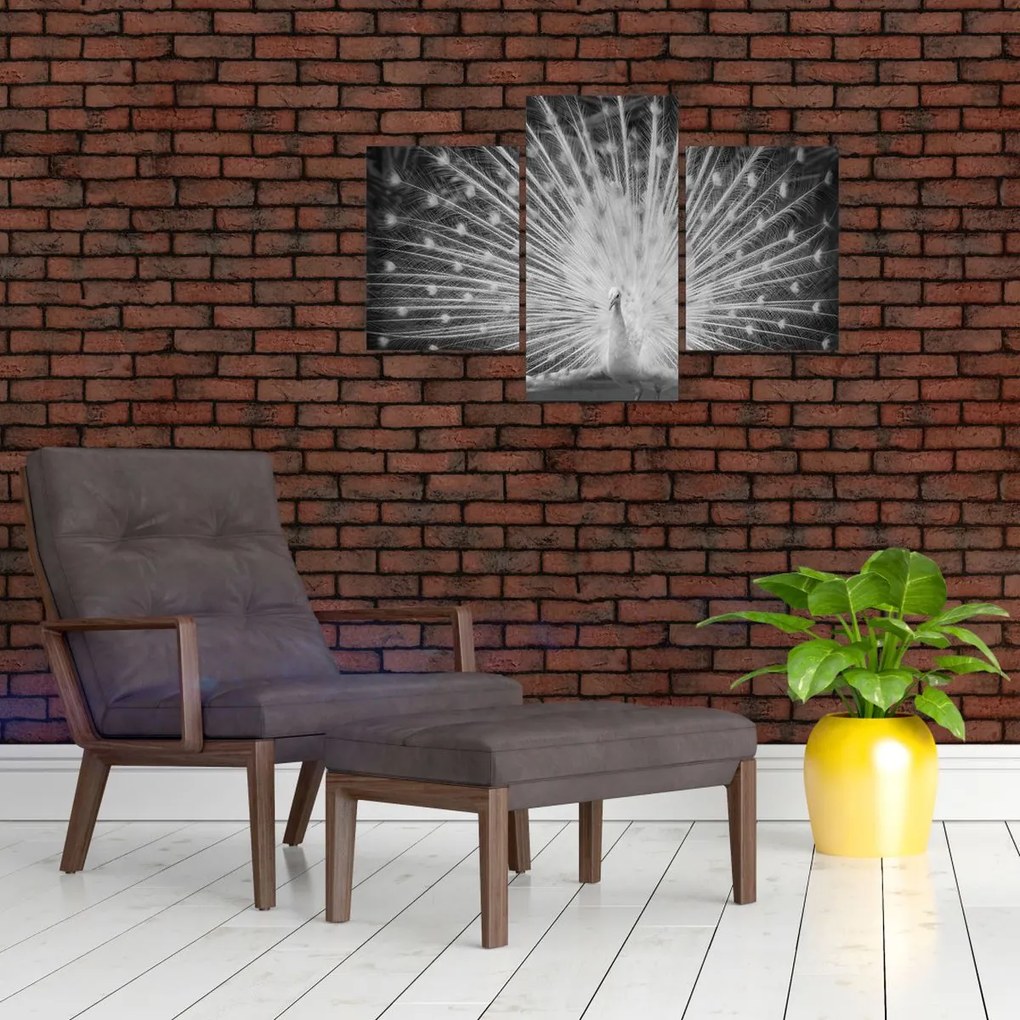 Kép - Fehér páva (90x60 cm)