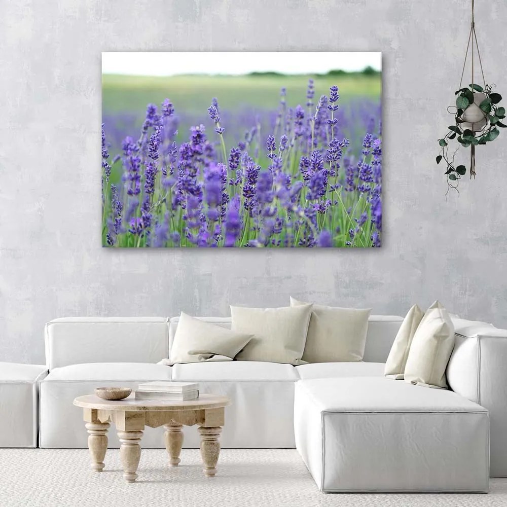 Gario Vászonkép Levendula mezok Méret: 100 x 70 cm