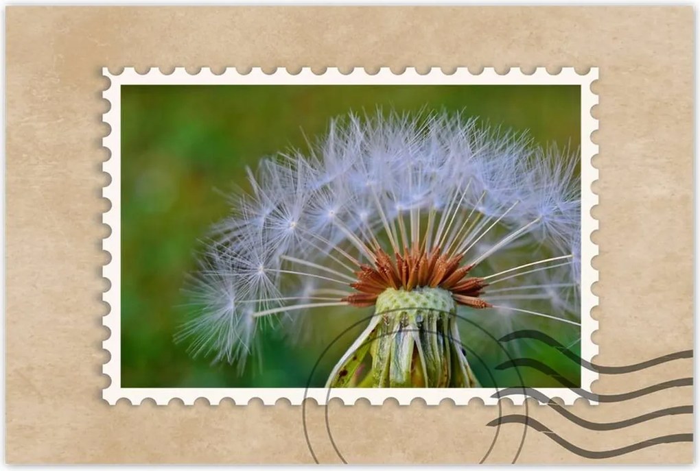 Poszterek 90x60 Pitypang Virág Virágok