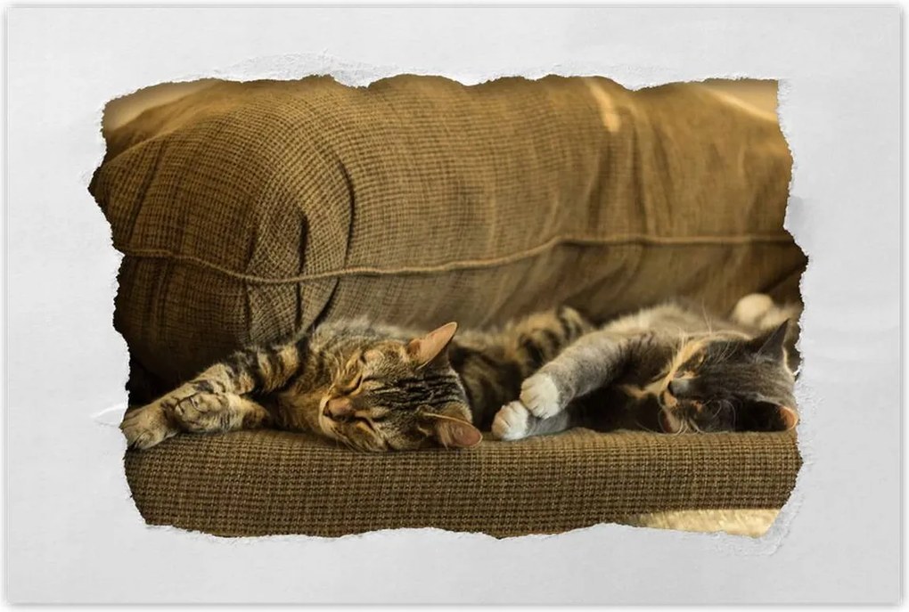 Poszterek 120x80 Cica Cicák