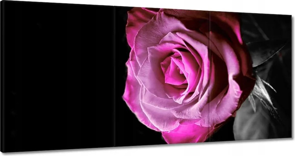 Vászonkép 120x60 Lila rózsa