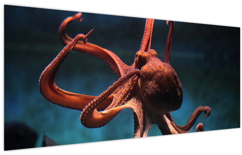 Kép - Octopus (120x50 cm)