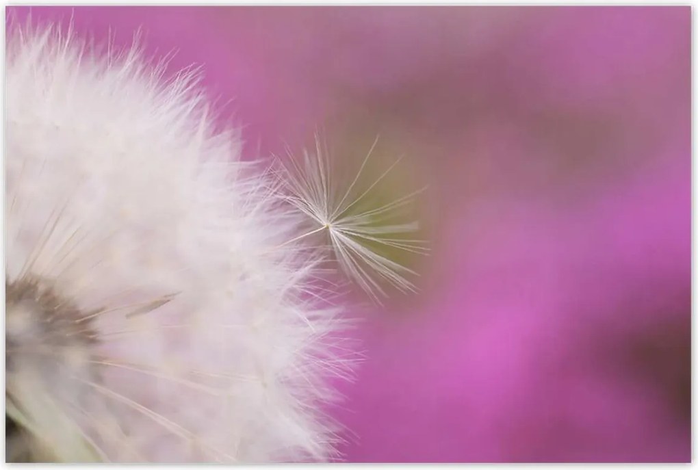 Poszterek 120x80 Pitypang Virág Virágok