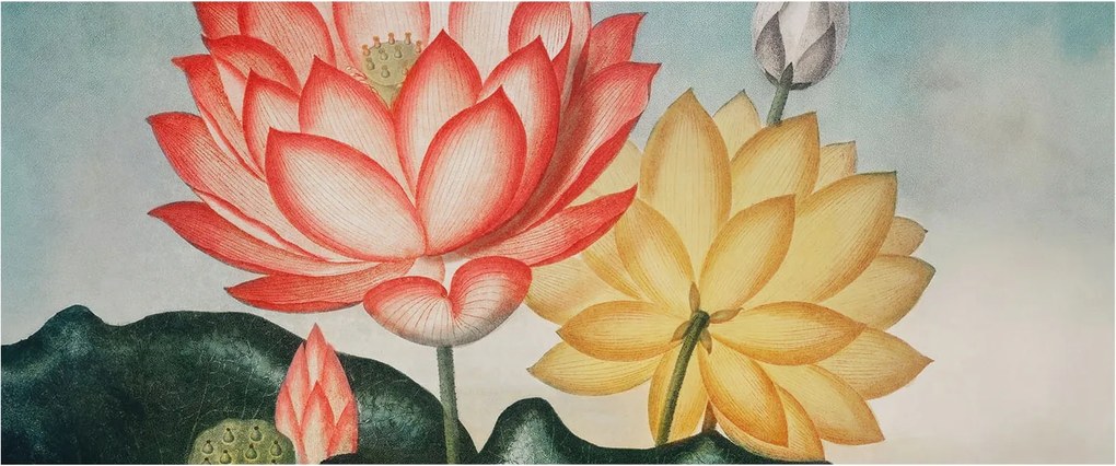 Dekoratív fotótapéta Falra Könnyű összeszerelés Lótusz virágok 250x104 Ragasztó