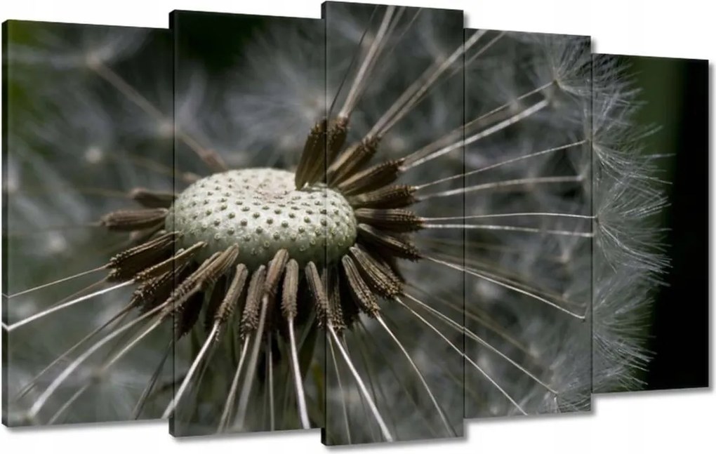 Képek 100x60 Pitypang belülről