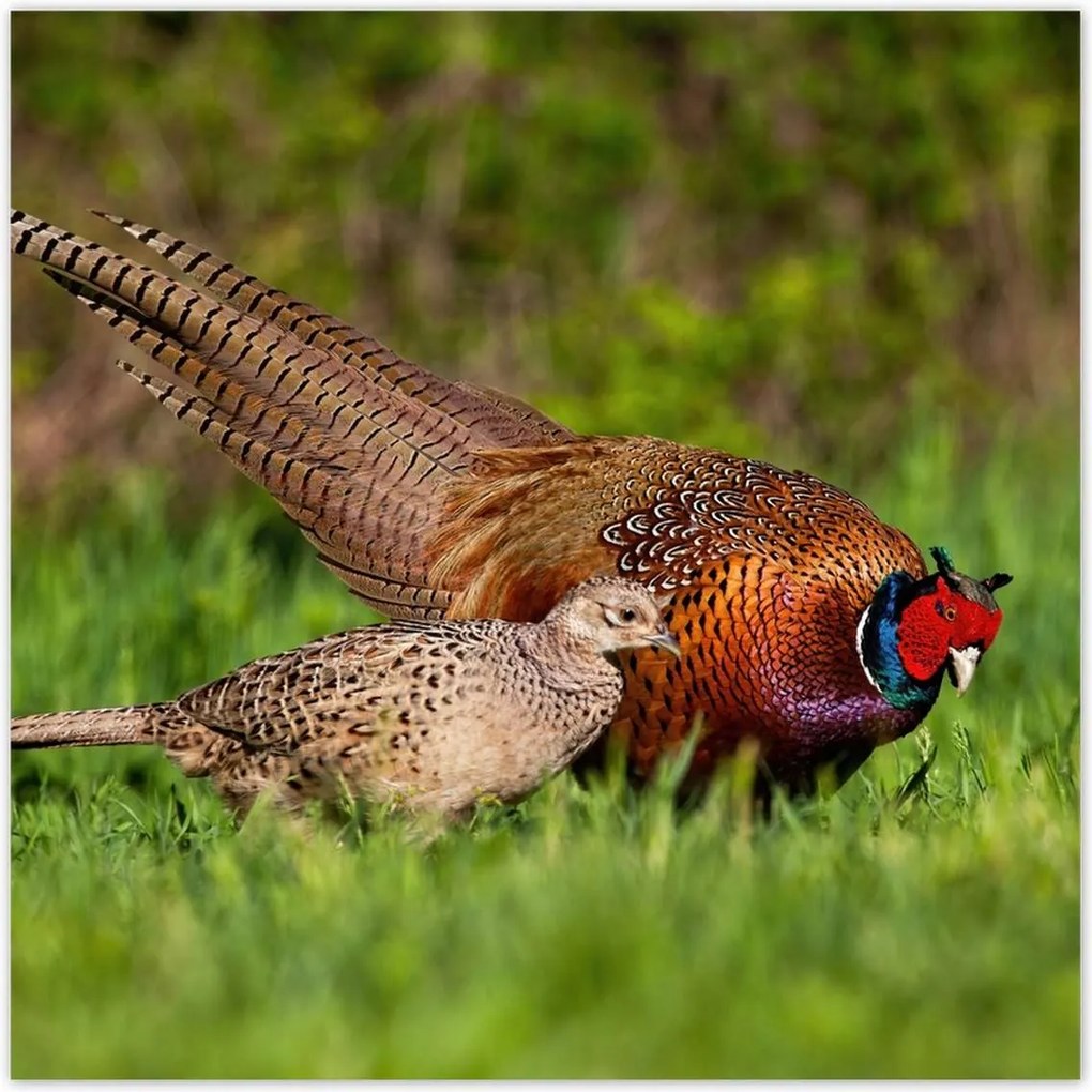 Poszterek 140x140 Fácán család Madarak