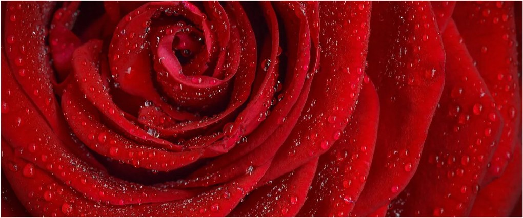 Kép - részlet a rózsáról (120x50 cm)