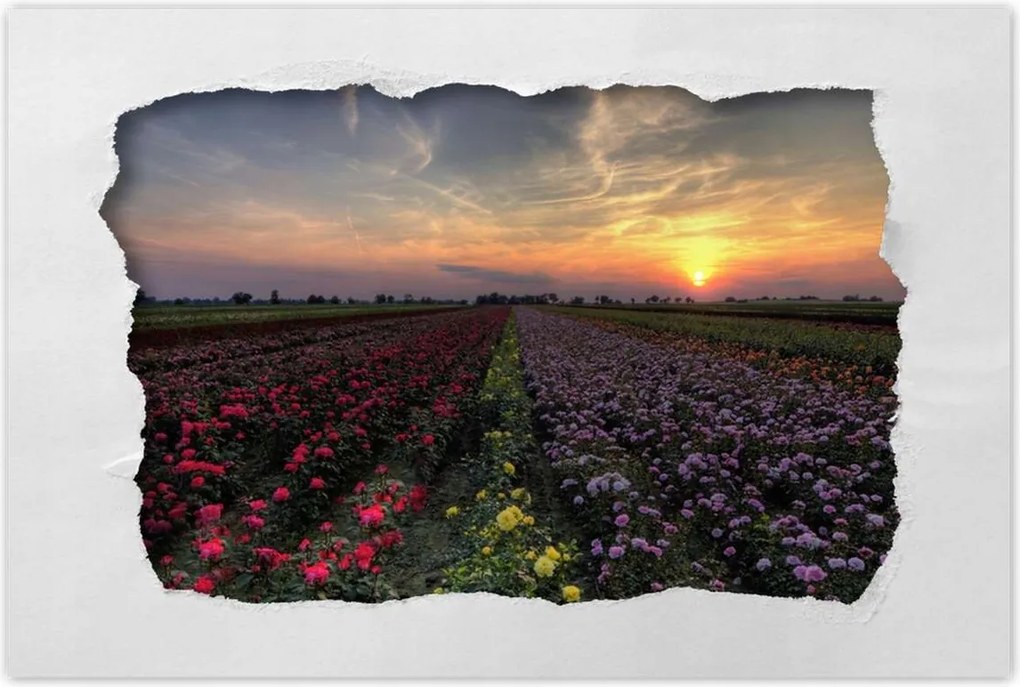 Poszterek 90x60 Nyugat a virágmezőn