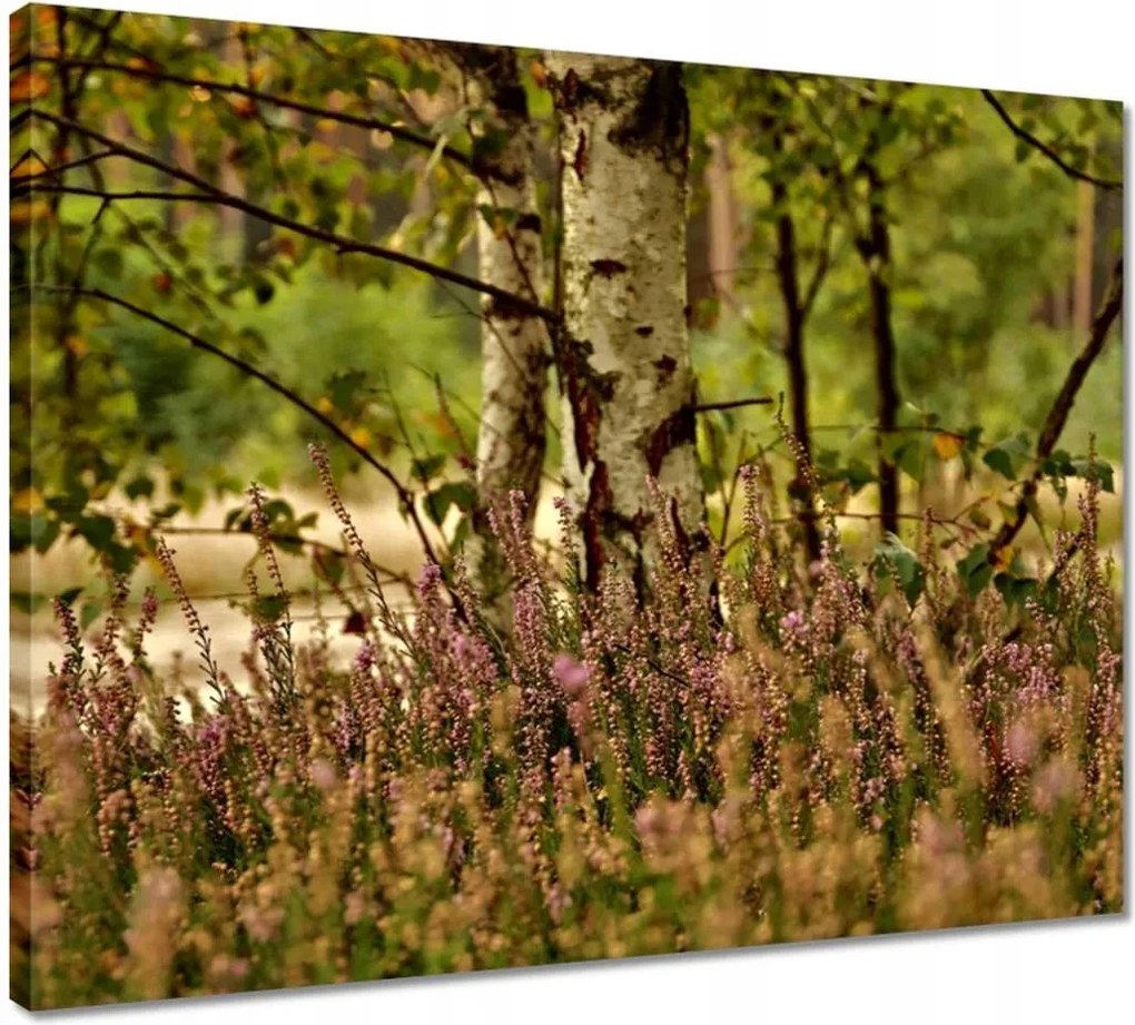 Vászonkép 50x40 Nyírfa a hangák között Erdő