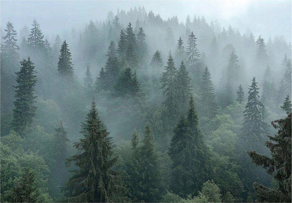 Fotótapéta Erdő A Ködben Fák 3D Természet Falra Hálószoba Nappali 250x175