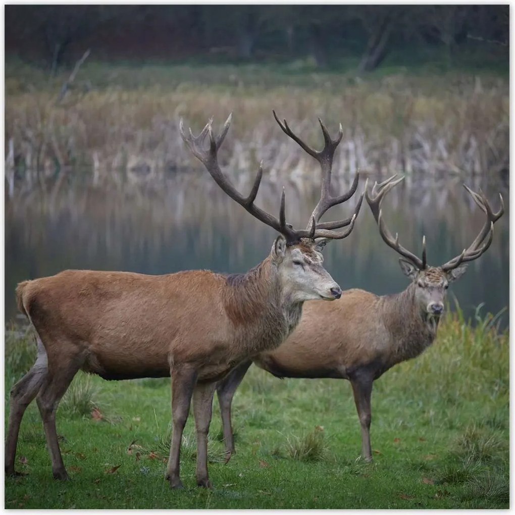 Poszterek 30x30 Szarvasok a természetben Rét