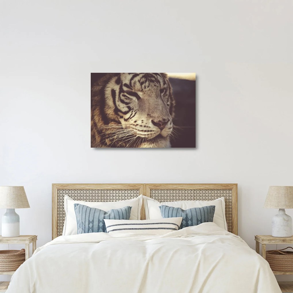 Tigris képe (üvegen) (70x50 cm)