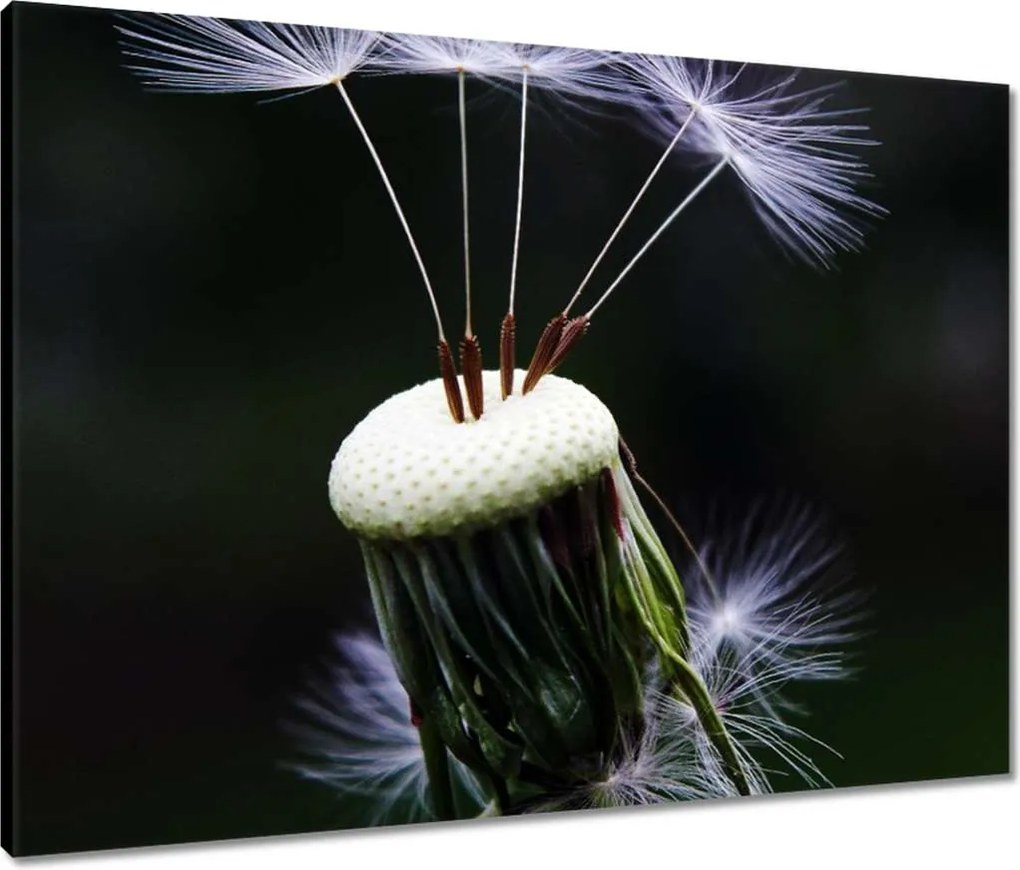 Vászonkép 80x60 Pitypang Virág Virágok