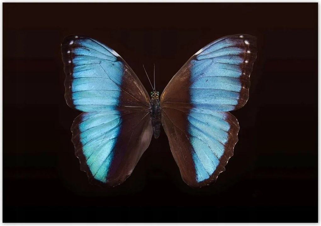 Poszterek 100x70 Kék pillangó