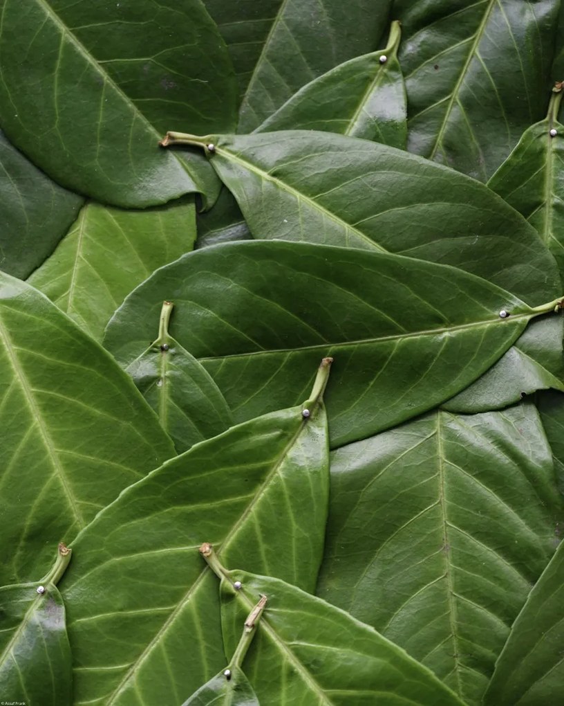 Poszter 40x50cm Zöld levelek, Assaf Frank