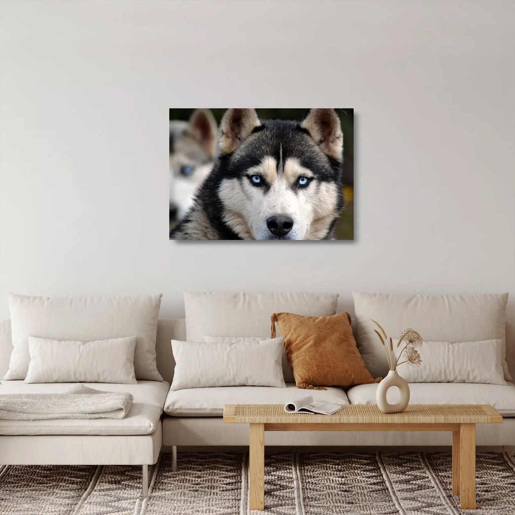 Husky kutya kép (üvegen) (70x50 cm)